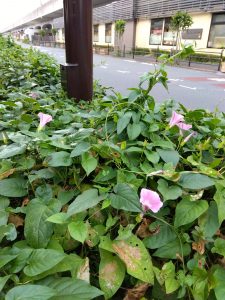 ヒルガオには毒性があります