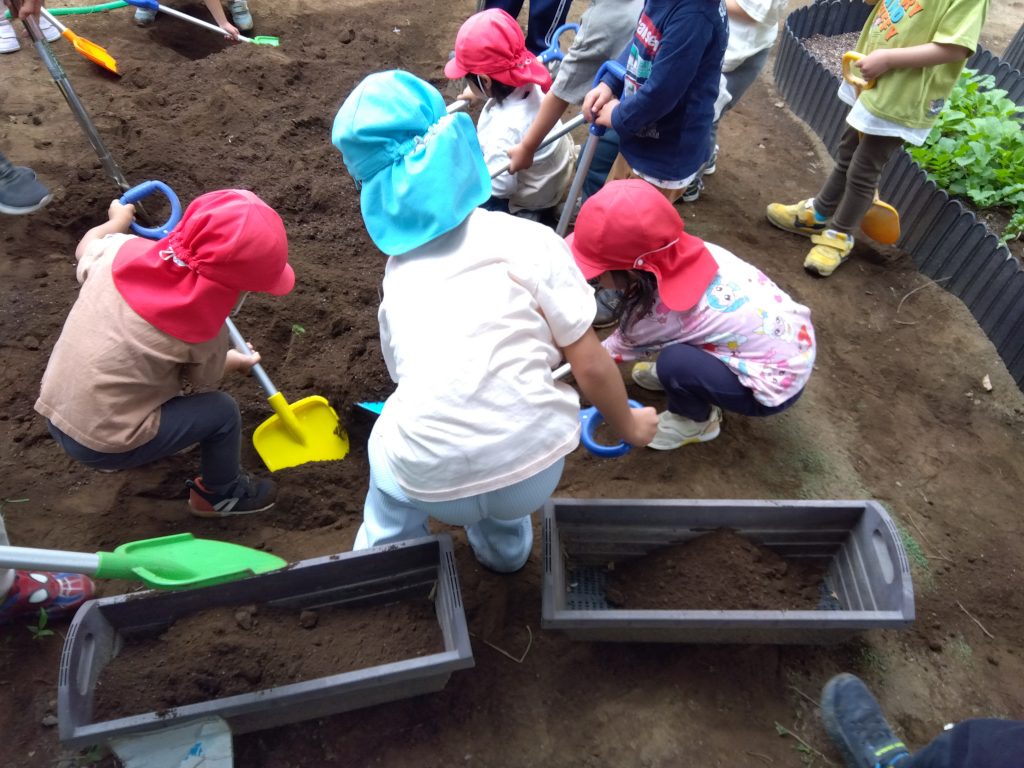 幼児組　野菜の収穫だ！