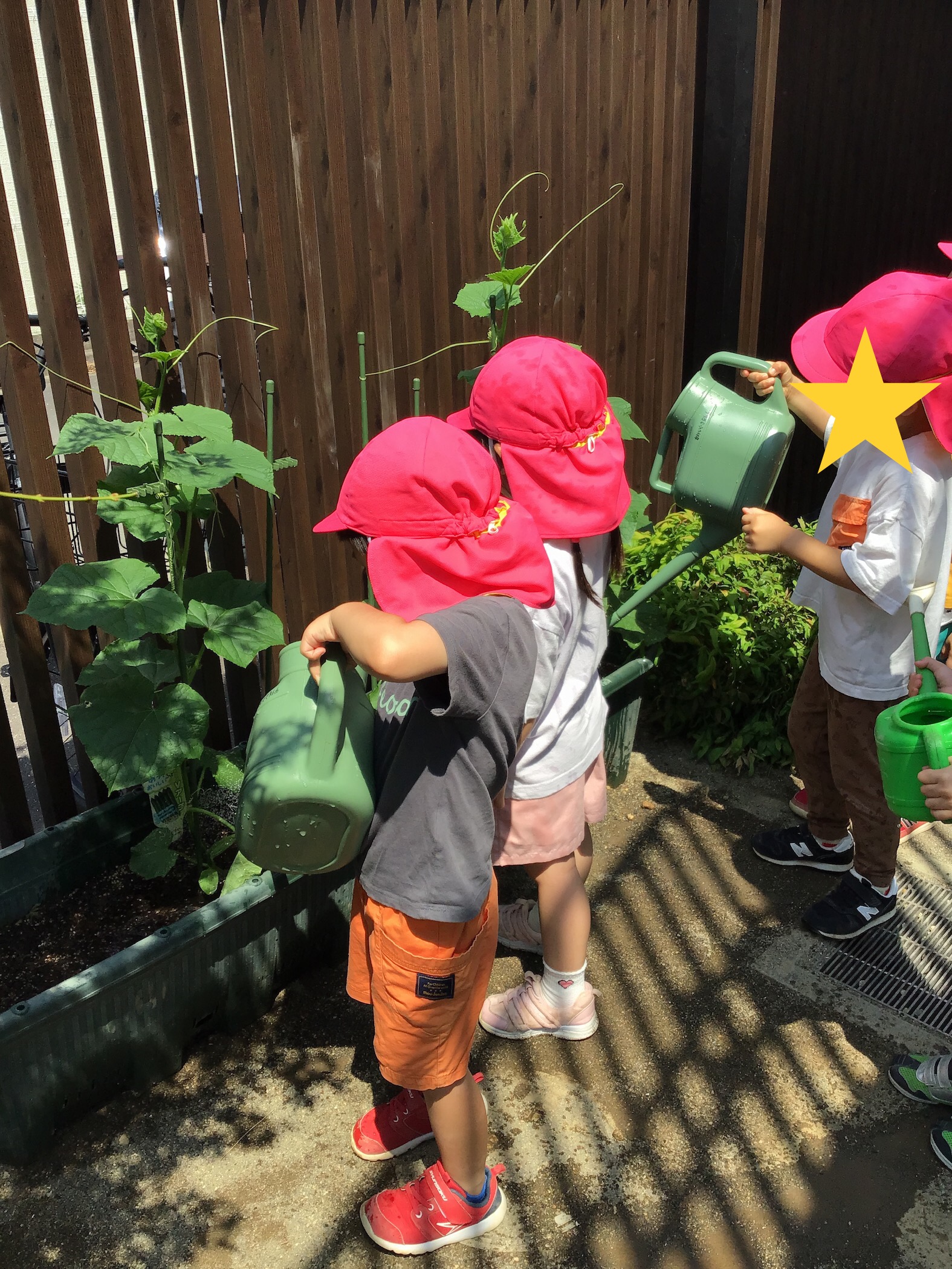 4歳児 ひまわり組 ぼくたち私たちのきゅうり
